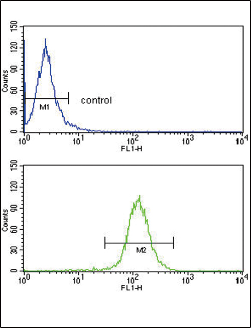 ABCG1 Antibody - ABCG1 Antibody flow cytometry of HepG2 cells (bottom histogram) compared to a negative control cell (top histogram). FITC-conjugated goat-anti-rabbit secondary antibodies were used for the analysis.