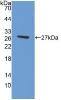 ABCG1 Antibody - Western Blot; Sample: Recombinant ABCG1, Human.