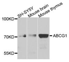 ABCG1 Antibody - Western blot analysis of extracts of various cells.