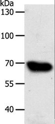 ABCG1 Antibody - Western blot analysis of HT-29 cell, using ABCG1 Polyclonal Antibody at dilution of 1:500.