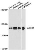 ABCG1 Antibody - Western blot analysis of extracts of various cell lines, using ABCG1 antibody at 1:3000 dilution. The secondary antibody used was an HRP Goat Anti-Rabbit IgG (H+L) at 1:10000 dilution. Lysates were loaded 25ug per lane and 3% nonfat dry milk in TBST was used for blocking. An ECL Kit was used for detection and the exposure time was 30s.