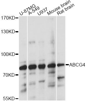ABCG4 Antibody - Western blot analysis of extracts of various cell lines, using ABCG4 antibody at 1:1000 dilution. The secondary antibody used was an HRP Goat Anti-Rabbit IgG (H+L) at 1:10000 dilution. Lysates were loaded 25ug per lane and 3% nonfat dry milk in TBST was used for blocking. An ECL Kit was used for detection and the exposure time was 5s.