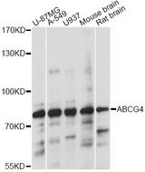ABCG4 Antibody - Western blot analysis of extracts of various cell lines, using ABCG4 antibody at 1:1000 dilution. The secondary antibody used was an HRP Goat Anti-Rabbit IgG (H+L) at 1:10000 dilution. Lysates were loaded 25ug per lane and 3% nonfat dry milk in TBST was used for blocking. An ECL Kit was used for detection and the exposure time was 5s.