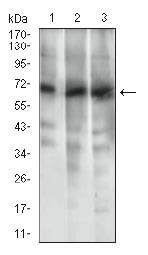 ABCG5 Antibody - Western Blot: ABCG5 Antibody (1B5E10) - Western blot analysis of ABCG5 in (1) HL7702, (2) RAJI and (3) Jurkat cell lysate.  This image was taken for the unconjugated form of this product. Other forms have not been tested.