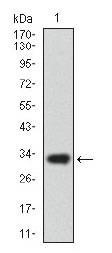 ABCG5 Antibody - Western Blot: ABCG5 Antibody (1B5E10) - Western blot analysis of ABCG5 in human ABCG5 recombinant protein. (Expected MW is 32.7 kDa).  This image was taken for the unconjugated form of this product. Other forms have not been tested.