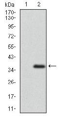 ABCG5 Antibody - Western Blot: ABCG5 Antibody (1B5E10) - Western blot analysis of ABCG5 in (1) HEK293 and (2) ABCG5 hIgGFc transfected HEK293 cell lysate.  This image was taken for the unconjugated form of this product. Other forms have not been tested.