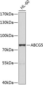 ABCG5 Antibody - Western blot analysis of extracts of HL-60 cells using ABCG5 Polyclonal Antibody at dilution of 1:1000.
