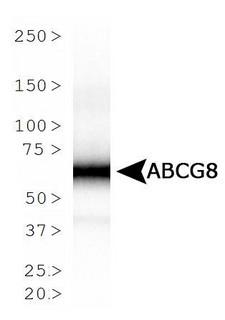 ABCG8 Antibody - Western Blot: ABCG8 Antibody (1B10A5) - Analysis of ABCG8 expression in ABCG8 lysate.  This image was taken for the unconjugated form of this product. Other forms have not been tested.