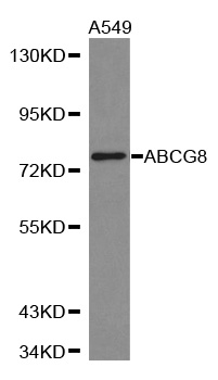 ABCG8 Antibody - Western blot analysis of extracts of A549 cell lines.