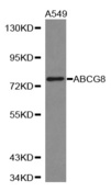 ABCG8 Antibody - Western blot analysis of extracts of A549 cell lines.