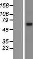 ABCG8 Protein - Western validation with an anti-DDK antibody * L: Control HEK293 lysate R: Over-expression lysate