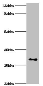 ABH2 / ALKBH2 Antibody - Western blot All lanes: Alpha-ketoglutarate-dependent dioxygenase alkB homolog 2 antibody at 2µg/ml + Hela whole cell lysate Secondary Goat polyclonal to rabbit IgG at 1/10000 dilution Predicted band size: 30, 18 kDa Observed band size: 30 kDa