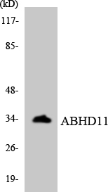 ABHD11 Antibody - Western blot analysis of the lysates from HeLa cells using ABHD11 antibody.