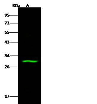 ABHD11 Antibody - Anti-ABHD11 rabbit polyclonal antibody at 1:500 dilution. Lane A: MCF7 Whole Cell Lysate. Lysates/proteins at 30 ug per lane. Secondary: Goat Anti-Rabbit IgG H&L (Dylight 800) at 1/10000 dilution. Developed using the Odyssey technique. Performed under reducing conditions. Predicted band size: 35 kDa. Observed band size: 30 kDa.