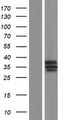 ABHD11 Protein - Western validation with an anti-DDK antibody * L: Control HEK293 lysate R: Over-expression lysate