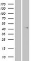 ABHD12 Protein - Western validation with an anti-DDK antibody * L: Control HEK293 lysate R: Over-expression lysate