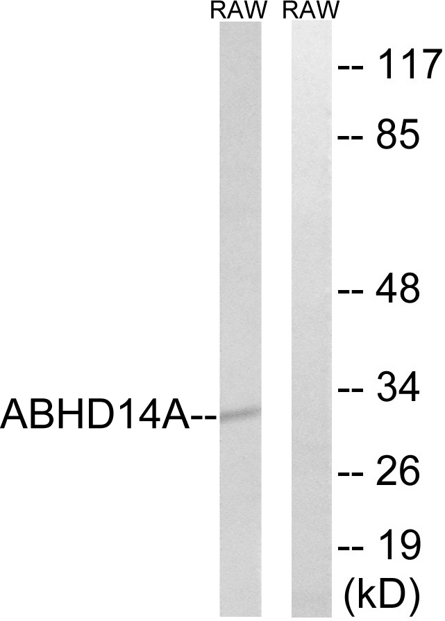 ABHD14A Antibody - Western blot analysis of lysates from RAW264.7 cells, using ABHD14A Antibody. The lane on the right is blocked with the synthesized peptide.