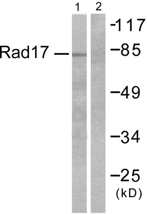 ABHD14A Antibody - Western blot analysis of extracts from RAW264.7 cells, using ABHD14A antibody.
