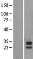 ABHD14A Protein - Western validation with an anti-DDK antibody * L: Control HEK293 lysate R: Over-expression lysate