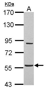 ABHD16A / BAT5 Antibody - Sample (30 ug of whole cell lysate) A:U87-MG 7.5% SDS PAGE ABHD16A / BAT5 antibody diluted at 1:2000