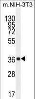 ABHD17C / FAM108C1 Antibody - FAM108C1 Antibody western blot of mouse NIH-3T3 cell line lysates (35 ug/lane). The FAM108C1 antibody detected the FAM108C1 protein (arrow).