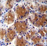ABHD17C / FAM108C1 Antibody - FAM108C1 Antibody immunohistochemistry of formalin-fixed and paraffin-embedded human stomach tissue followed by peroxidase-conjugated secondary antibody and DAB staining.