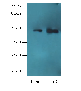 ABHD2 Antibody - Western blot. All lanes: ABHD2 antibody at 10 ug/ml. Lane 1: Mouse heart tissue. Lane 2: Rat gonadal tissue. Secondary Goat polyclonal to Rabbit IgG at 1:10000 dilution. Predicted band size: 48 kDa. Observed band size: 48 kDa.