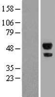ABHD2 Protein - Western validation with an anti-DDK antibody * L: Control HEK293 lysate R: Over-expression lysate