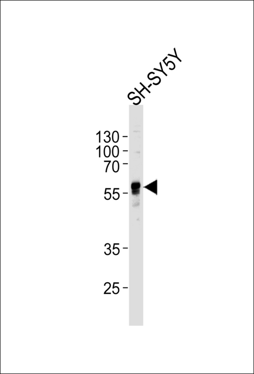 ABHD3 Antibody - Western blot of lysate from SH-SY5Y cell line, using ABHD3 Antibody. Antibody was diluted at 1:1000 at each lane. A goat anti-rabbit IgG H&L (HRP) at 1:5000 dilution was used as the secondary antibody. Lysate at 35ug per lane.