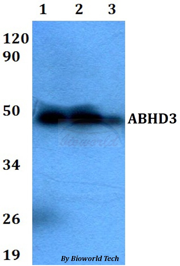 ABHD3 Antibody - Western blot of ABHD3 antibody at 1:500 dilution. Lane 1: HEK293T whole cell lysate. Lane 2: Raw264.7 whole cell lysate. Lane 3: PC12 whole cell lysate.