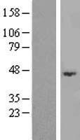 ABHD3 Protein - Western validation with an anti-DDK antibody * L: Control HEK293 lysate R: Over-expression lysate