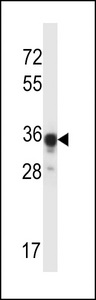 ABHD4 Antibody - ABHD4 Antibody western blot of mouse kidney tissue lysates (35 ug/lane). The ABHD4 antibody detected the ABHD4 protein (arrow).