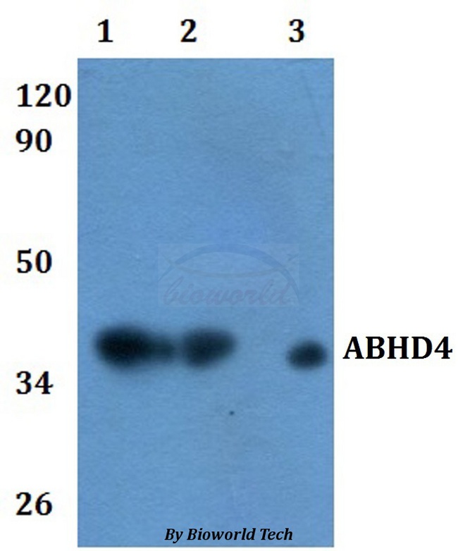 ABHD4 Antibody - Western blot of ABHD4 antibody at 1:500 dilution. Lane 1: HEK293T whole cell lysate. Lane 2: RAW264.7 whole cell lysate.