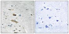 ABHD4 Antibody - Peptide - + Immunohistochemistry analysis of paraffin-embedded human brain tissue using ABHD4 antibody.