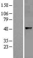 ABHD8 Protein - Western validation with an anti-DDK antibody * L: Control HEK293 lysate R: Over-expression lysate