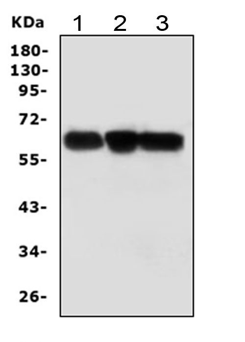 ABI1 / SSH3BP1 Antibody - Western blot analysis of ABI-1 using anti-ABI-1 antibody. Electrophoresis was performed on a 5-20% SDS-PAGE gel at 70V (Stacking gel) / 90V (Resolving gel) for 2-3 hours. The sample well of each lane was loaded with 50ug of sample under reducing conditions. Lane 1: rat brain tissue lysates, Lane 2: mouse brain tissue lysates, Lane 3: human THP-1 whole cell lysates, After Electrophoresis, proteins were transferred to a Nitrocellulose membrane at 150mA for 50-90 minutes. Blocked the membrane with 5% Non-fat Milk/ TBS for 1.5 hour at RT. The membrane was incubated with rabbit anti-ABI-1 antigen affinity purified polyclonal antibody at 0.5 µg/mL overnight at 4°C, then washed with TBS-0.1% Tween 3 times with 5 minutes each and probed with a goat anti-rabbit IgG-HRP secondary antibody at a dilution of 1:10000 for 1.5 hour at RT. The signal is developed using an Enhanced Chemiluminescent detection (ECL) kit with Tanon 5200 system. A specific band was detected for ABI-1 at approximately 65KD. The expected band size for ABI-1 is at 55KD.