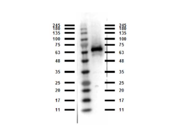ABI1 / SSH3BP1 Antibody - Western Blot of rabbit anti-Abi1 antibody. Marker: Opal Pre-stained ladder Lane 1: Abi1 recombinant protein. Load: 50 ng per lane. Primary antibody: Abi1 antibody at 1:1,000 for o/n at 4°C. Secondary antibody: Peroxidase rabbit secondary antibody at 1:70,000 for 30 min at RT. Blocking Buffer: MB-070 for 30 min at RT. Predicted/Observed size: 65 kDa for Abi1.