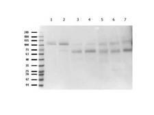 ABI1 / SSH3BP1 Antibody - Western Blot of rabbit anti-Abi1 antibody. Marker: Opal Pre-stained ladder Lane 1: MEF3 KO. Lane 2: MEF3 WT. Lane 3: Mouse brain. Lane 4: Rat brain. Lane 5: HCT-116 WCL. Lane 6: HeLa WCL. Lane 7: NIH/3T3 WCL. Load: 35 µg per lane. Primary antibody: Abi1 antibody at 1:1,000 for o/n at 4°C. Secondary antibody: Peroxidase rabbit secondary antibody at 1:70,000 for 30 min at RT. Blocking Buffer: MB-070 for 30 min at RT. Predicted/Observed size: 65 kDa for Abi1.