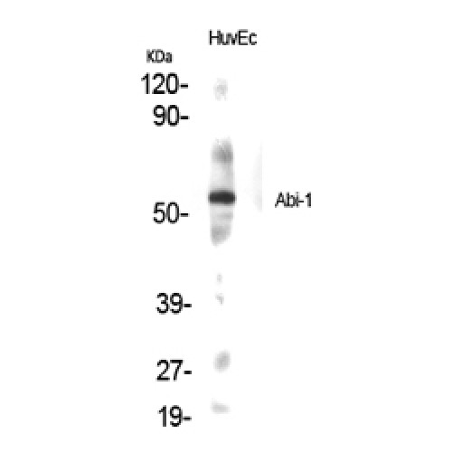 ABI1 / SSH3BP1 Antibody - Western blot of Abi-1 antibody