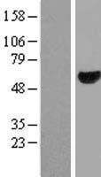 ABI1 / SSH3BP1 Protein - Western validation with an anti-DDK antibody * L: Control HEK293 lysate R: Over-expression lysate
