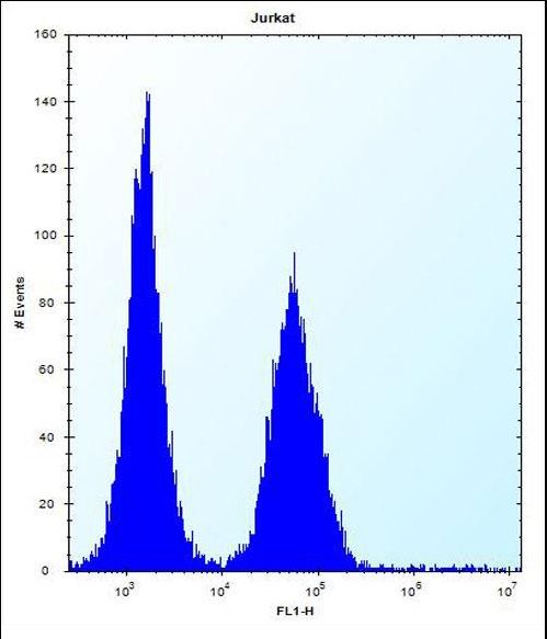 ABI2B / ABI2 Antibody - ABI2 Antibody flow cytometry of Jurkat cells (right histogram) compared to a negative control cell (left histogram). FITC-conjugated donkey-anti-rabbit secondary antibodies were used for the analysis.