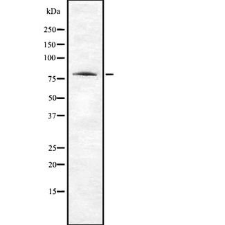 ABI2B / ABI2 Antibody - Western blot analysis of ABI2 using 293 whole cells lysates