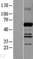 ABI2B / ABI2 Protein - Western validation with an anti-DDK antibody * L: Control HEK293 lysate R: Over-expression lysate