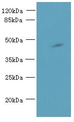 ABI3 Antibody - Western blot. All lanes: ABI3 antibody at 5 ug/ml+Mouse heart tissue Goat polyclonal to rabbit at 1:10000 dilution. Predicted band size: 39 kDa. Observed band size: 39 kDa.