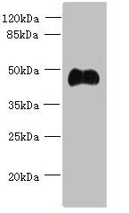 ABI3 Antibody - Western blot All lanes: ABI3 antibody at 5µg/ml + Mouse heart tissue Secondary Goat polyclonal to rabbit IgG at 1/10000 dilution Predicted band size: 40, 39 kDa Observed band size: 40 kDa