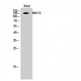 ABL Antibody - Western blot of Abl1/2 antibody