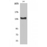 ABL1 / c-ABL Antibody - Western blot of c-Abl antibody