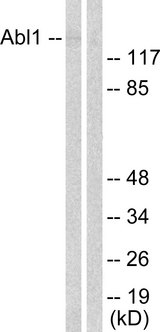 ABL1 / c-ABL Antibody - Western blot analysis of lysates from COS7 cells, treated with Adriamycin 0.5ug/ml 24h, using Abl Antibody. The lane on the right is blocked with the synthesized peptide.