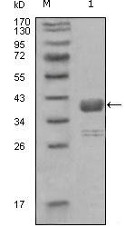 ABL1 / c-ABL Antibody - Western blot using ABL1 mouse monoclonal antibody against truncated GST-ABL1 recombinant protein (1).