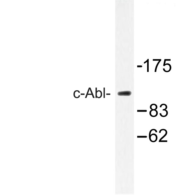 ABL1 / c-ABL Antibody - Western blot of c-Abl (E883) pAb in extracts from 293 cells.
